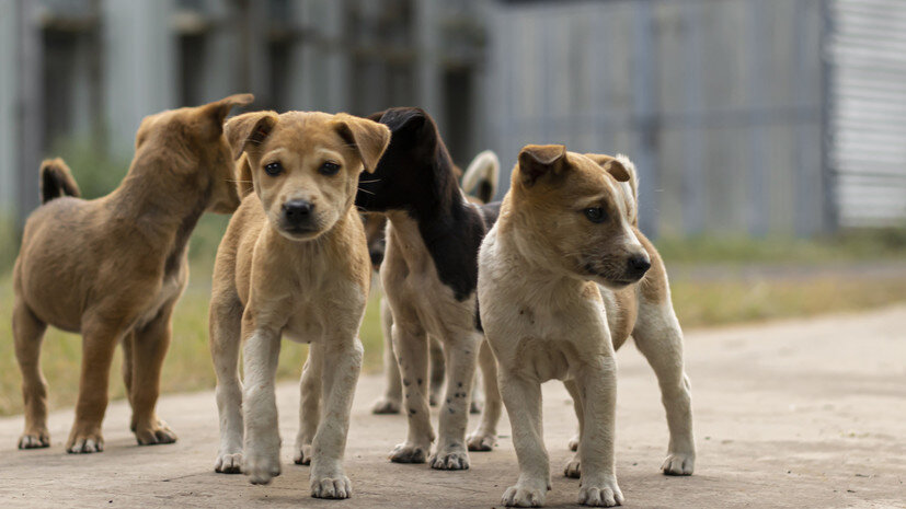   Gettyimages.ru Soumen Hazra / EyeEm