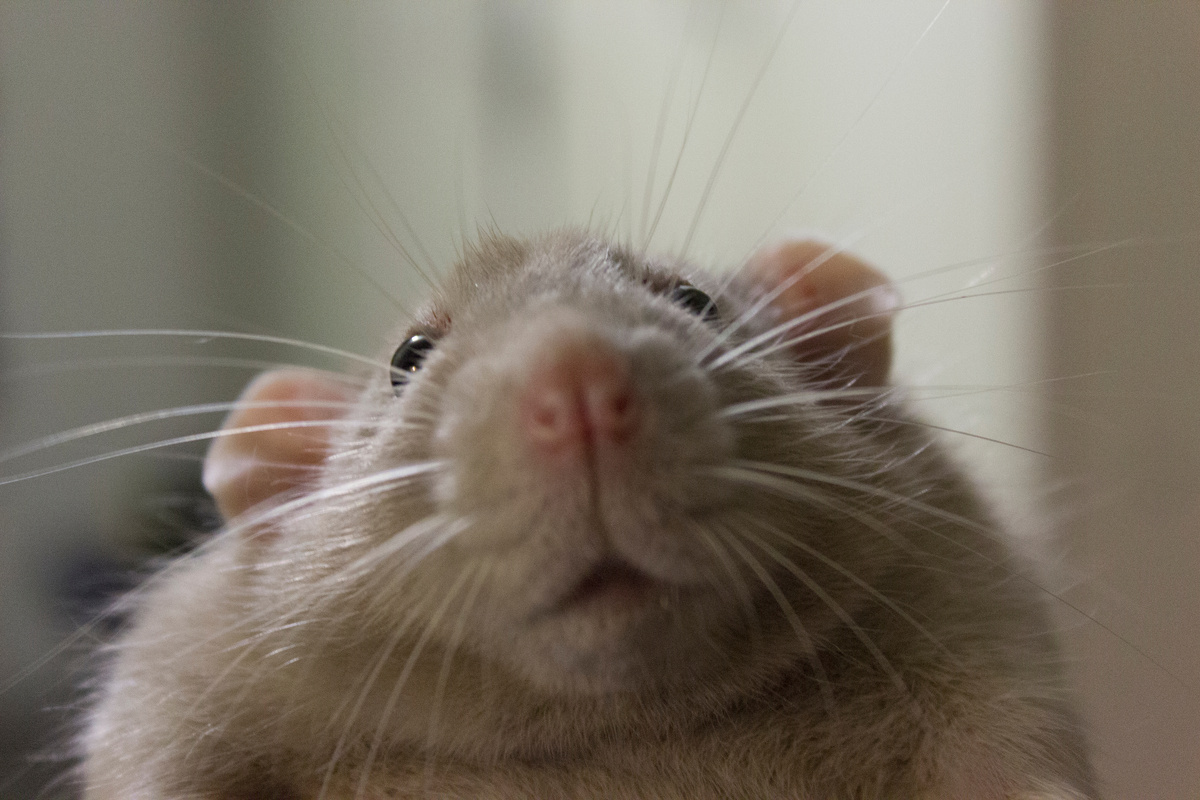 От всей души поздравляем крысовладельцев и их замечательных питомцев! Здоровья всем вам, радуйте друг друга!