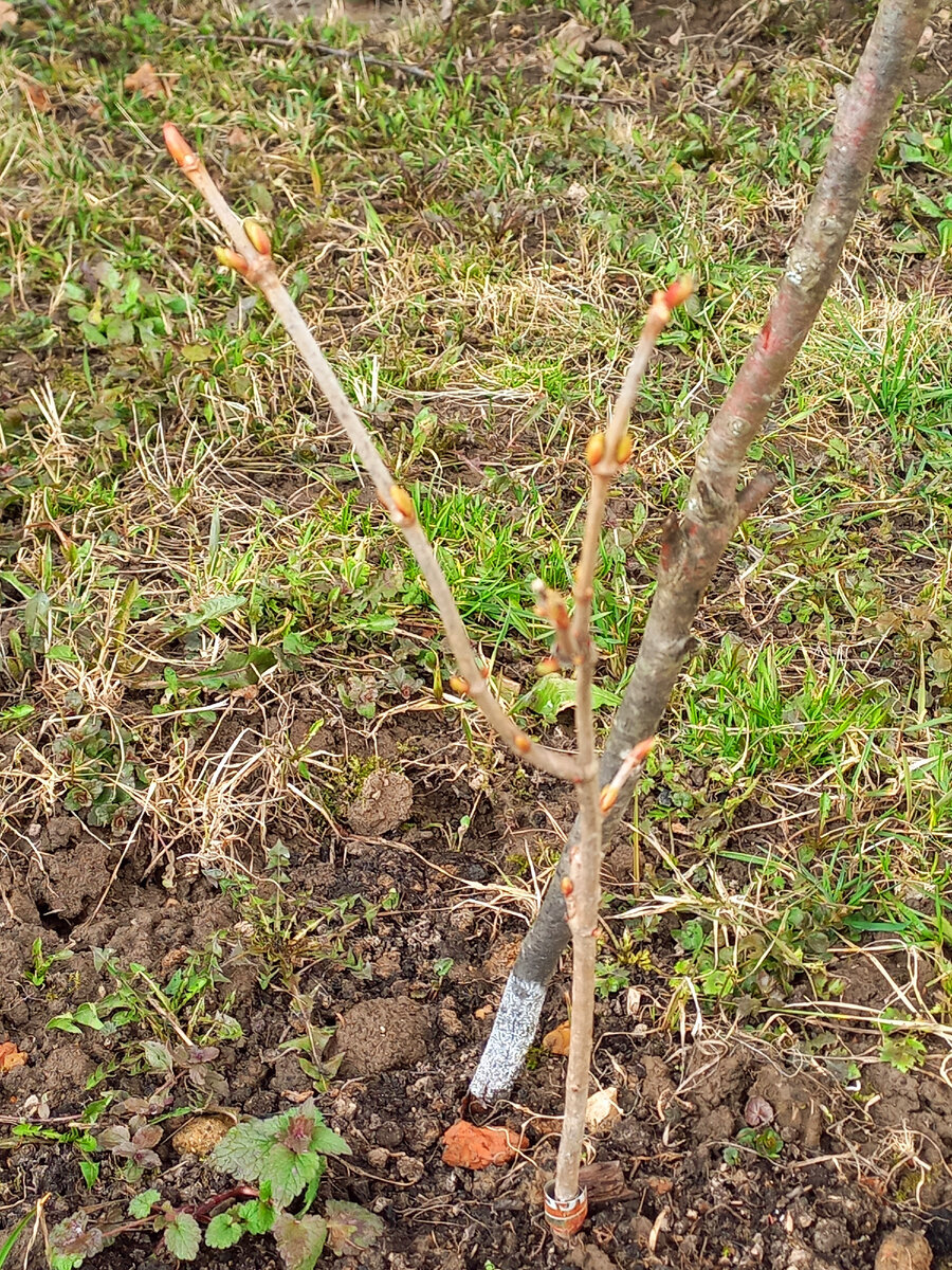 Калина Бульданеж перезимовала отлично без укрытия.