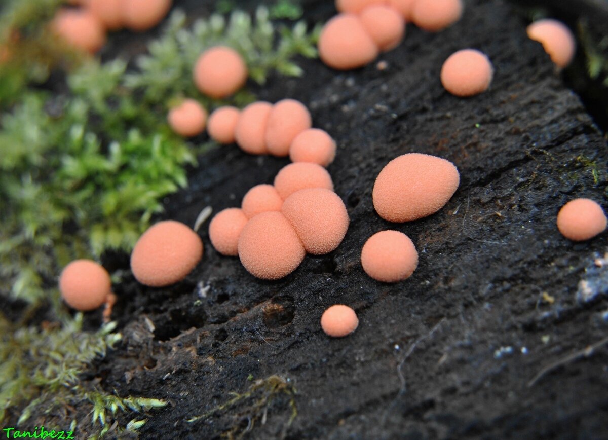 Ликогала древесинная / Lycogala epidendrum