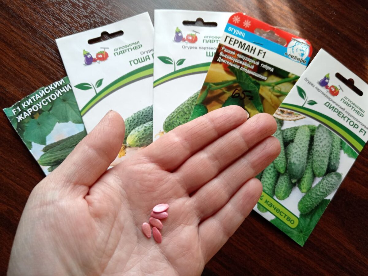Семена огурцов.