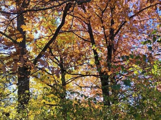     Фото: МК в Туле