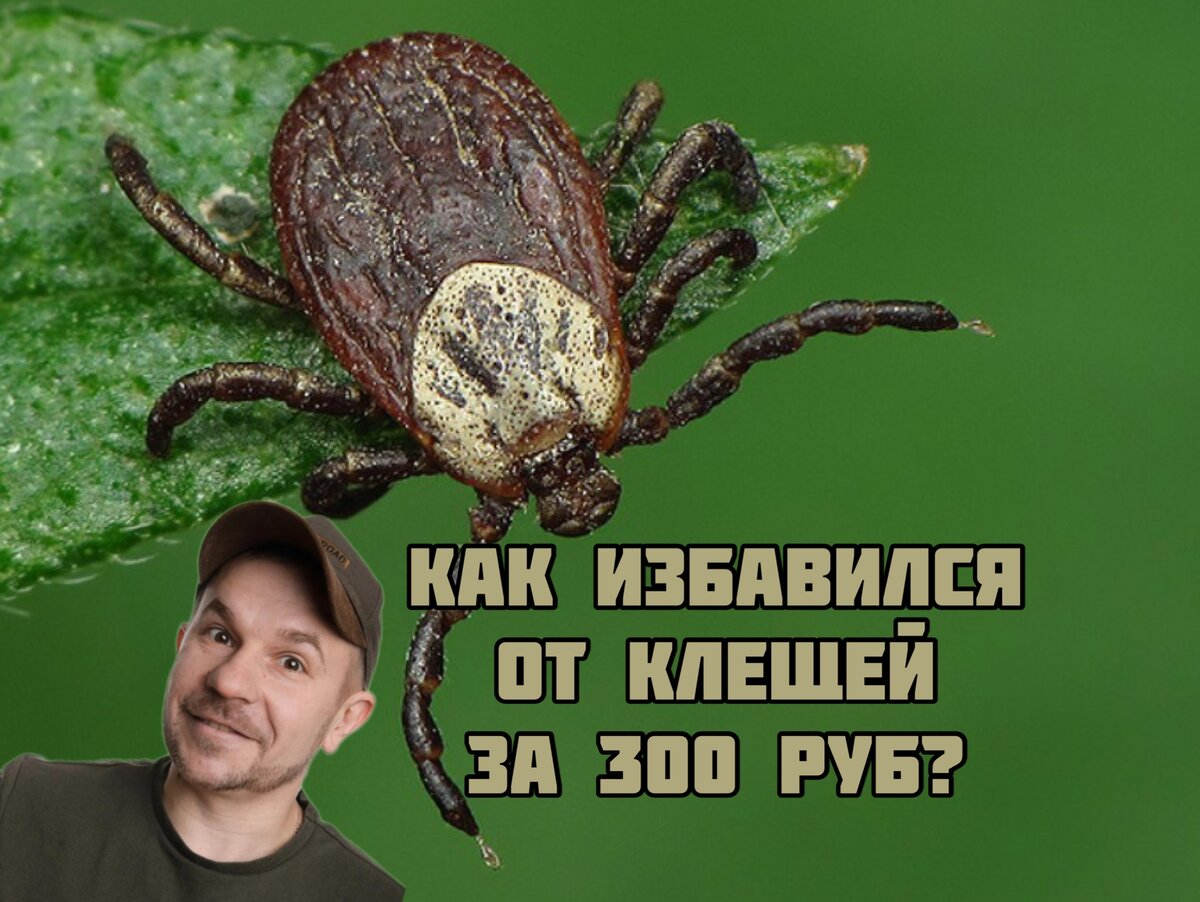 Откуда так много клещей!? И как я от них избавился за 300 рублей ...