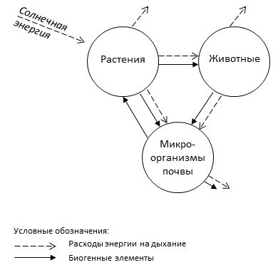 Рис. 1. Модель естественного биологического круговорота (циклического метабиоза)