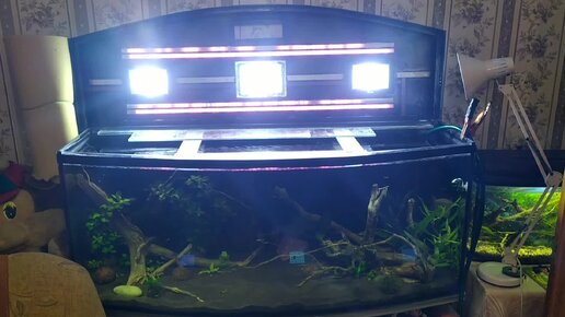 Первый аквариум с растениями видео-обзор