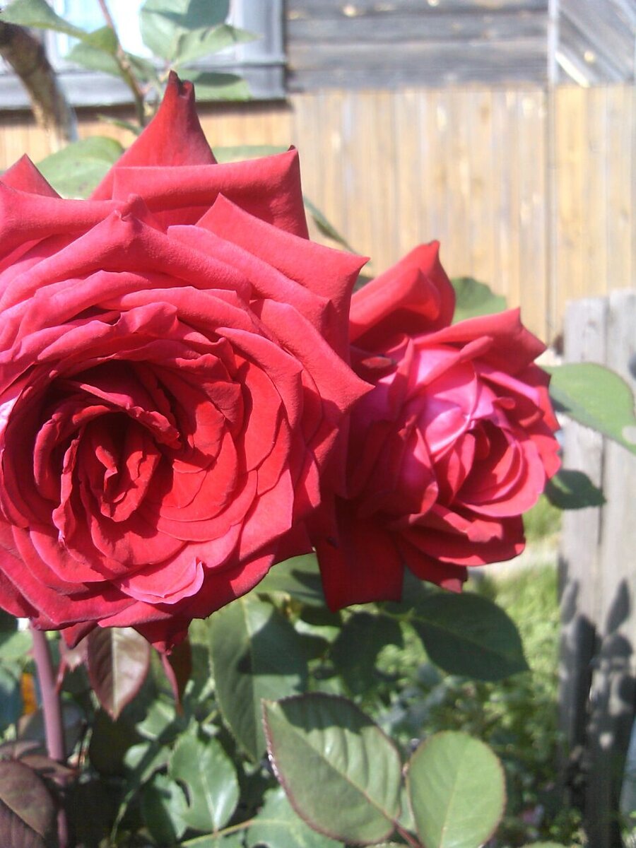 Фото моей Неизвестной, в моем саду самая старая и первая роза. Каждый раз как птица Феникс. Чего только не испытала от меня, пока я училась на ней. Удивительно, но по интуиции я посадила ее правильно и сразу. Пересаживала уже 5 раз после этого.