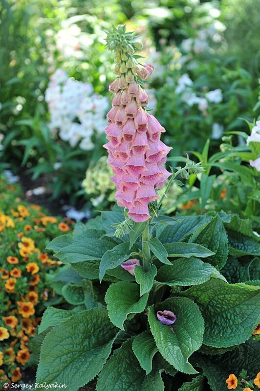 Наперстянка мертонская