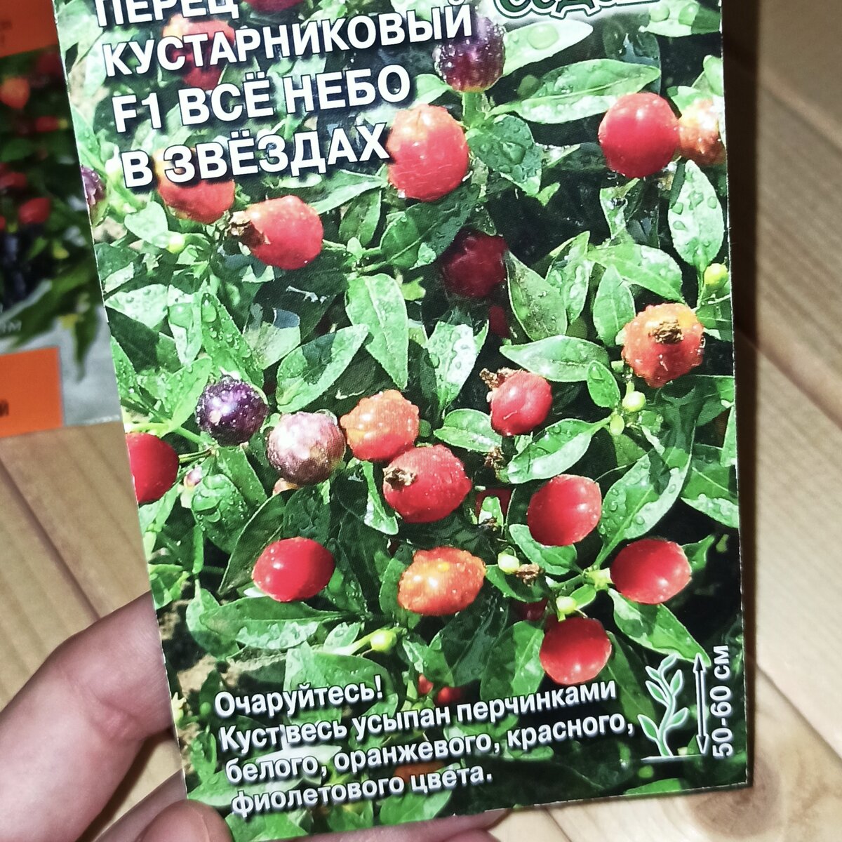 Весь куст усыпан перчинками белого, оранжевого и фиолетового цвета!