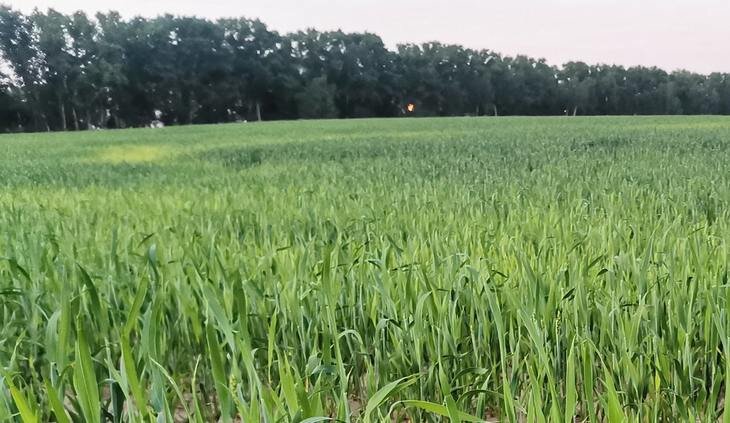    Производители биопрепаратов строят мост к пропашным культурам