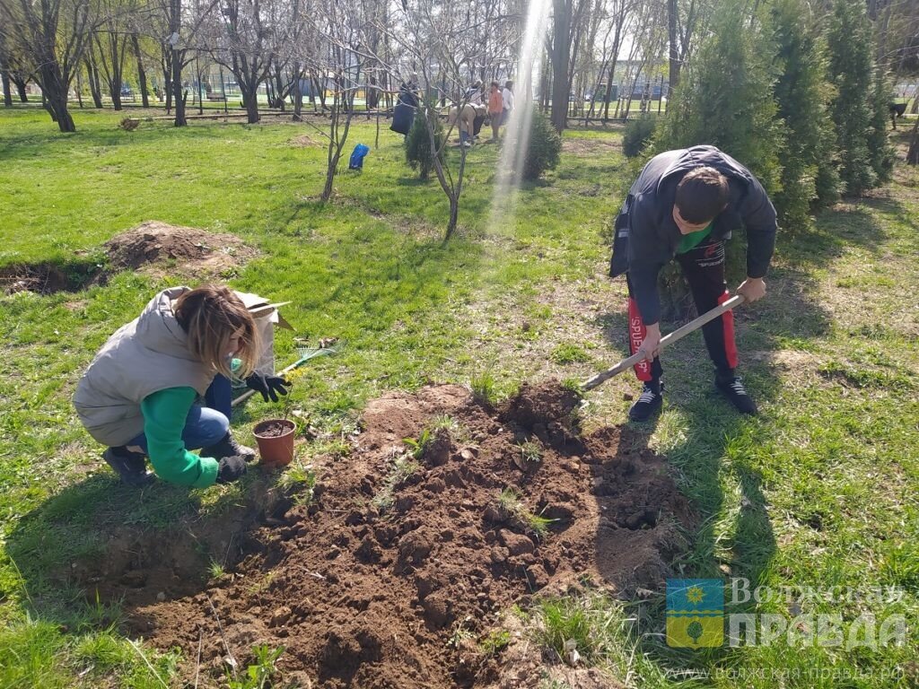 В парке "Новый город" молодежь высадила деревья📷    300 пар перчаток и лопат: 8 апреля в волжском парке «Новый город» высадился трудовой десант
