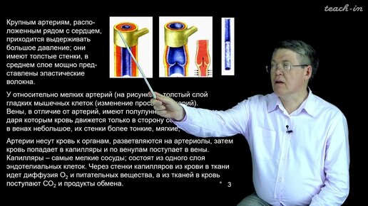 Дубынин В. А. - 100 часов школьной биологии - 1.7. Сосуды