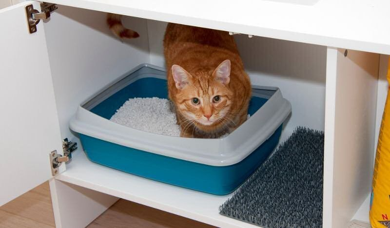 Где лучше расположить кошачий туалет: наиболее подходящие места | Что  происходит | Дзен