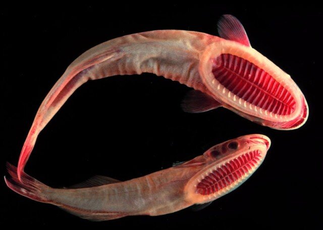 рыба-прилипала