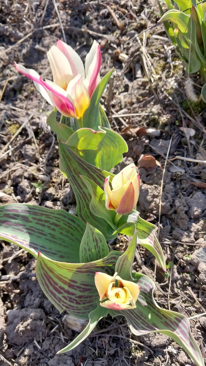 Вот такие у меня клумбовые тюльпаны.