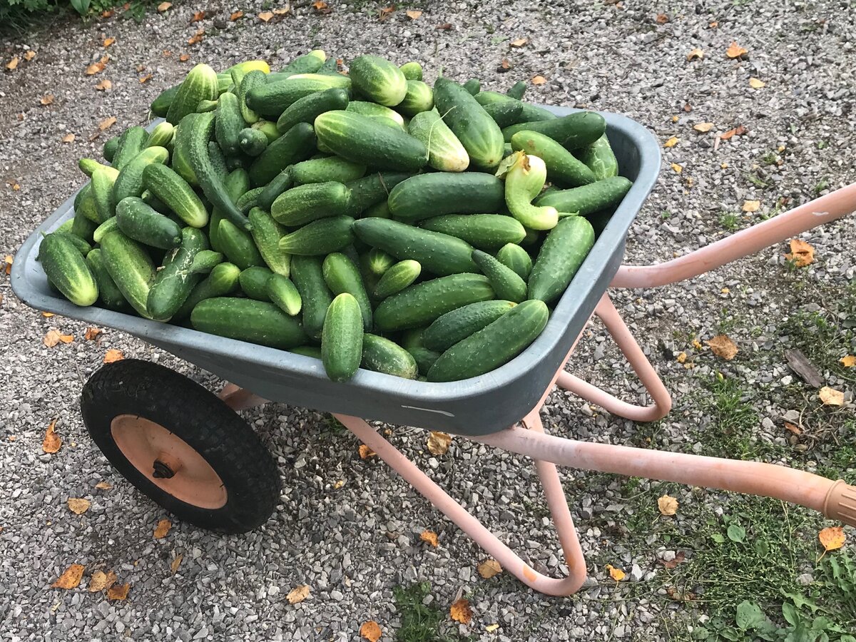 Это собирали при осенней уборке теплицы, но и летом так бывает, что приходится эту тачку подгонять под урожай :))