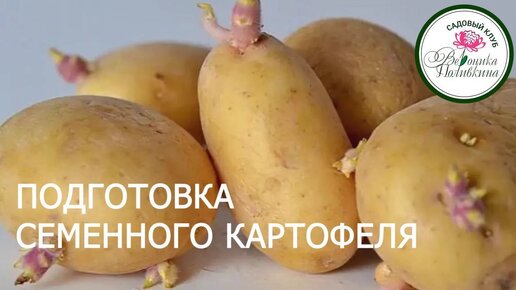 СЕМЕННОЙ КАРТОФЕЛЬ