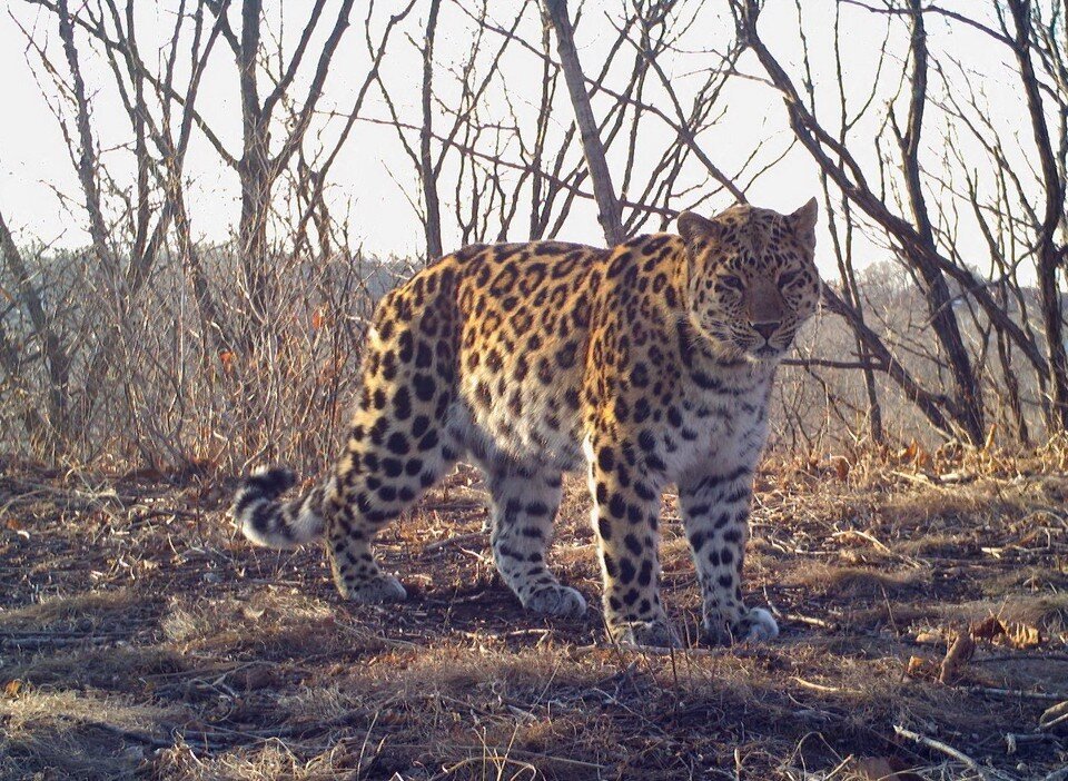     Толстушка – мама двоих котят.  ФГБУ «Земля леопарда»