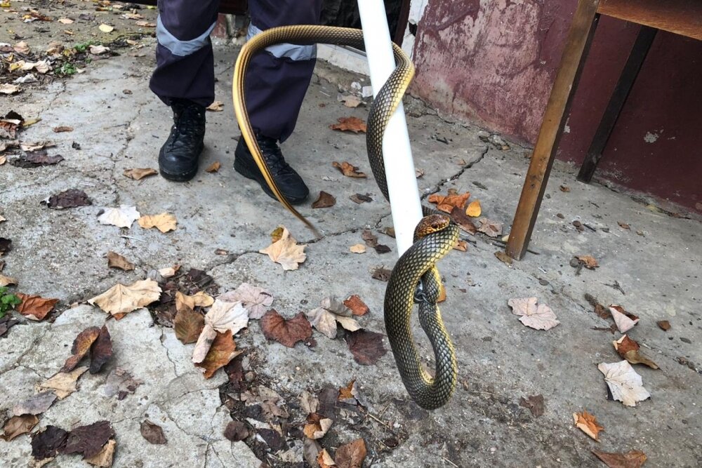    Желтобрюхий полоз. Фото: ЮРПСО МЧС России