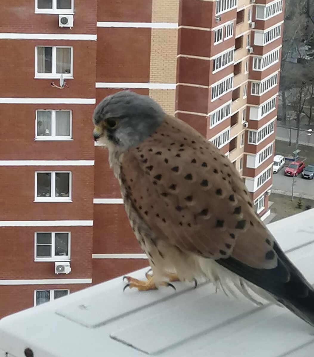Пустельга обыкновенная в городе. Фото автора