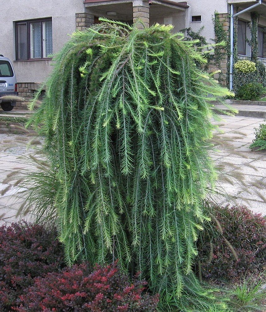 Лиственница плакучая на штамбе Larix decidua Pendula