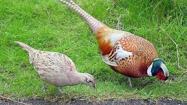     Город для фазанов — удобный вариант спасения от охоты, заявил ростовский зоолог Александр Липкович.