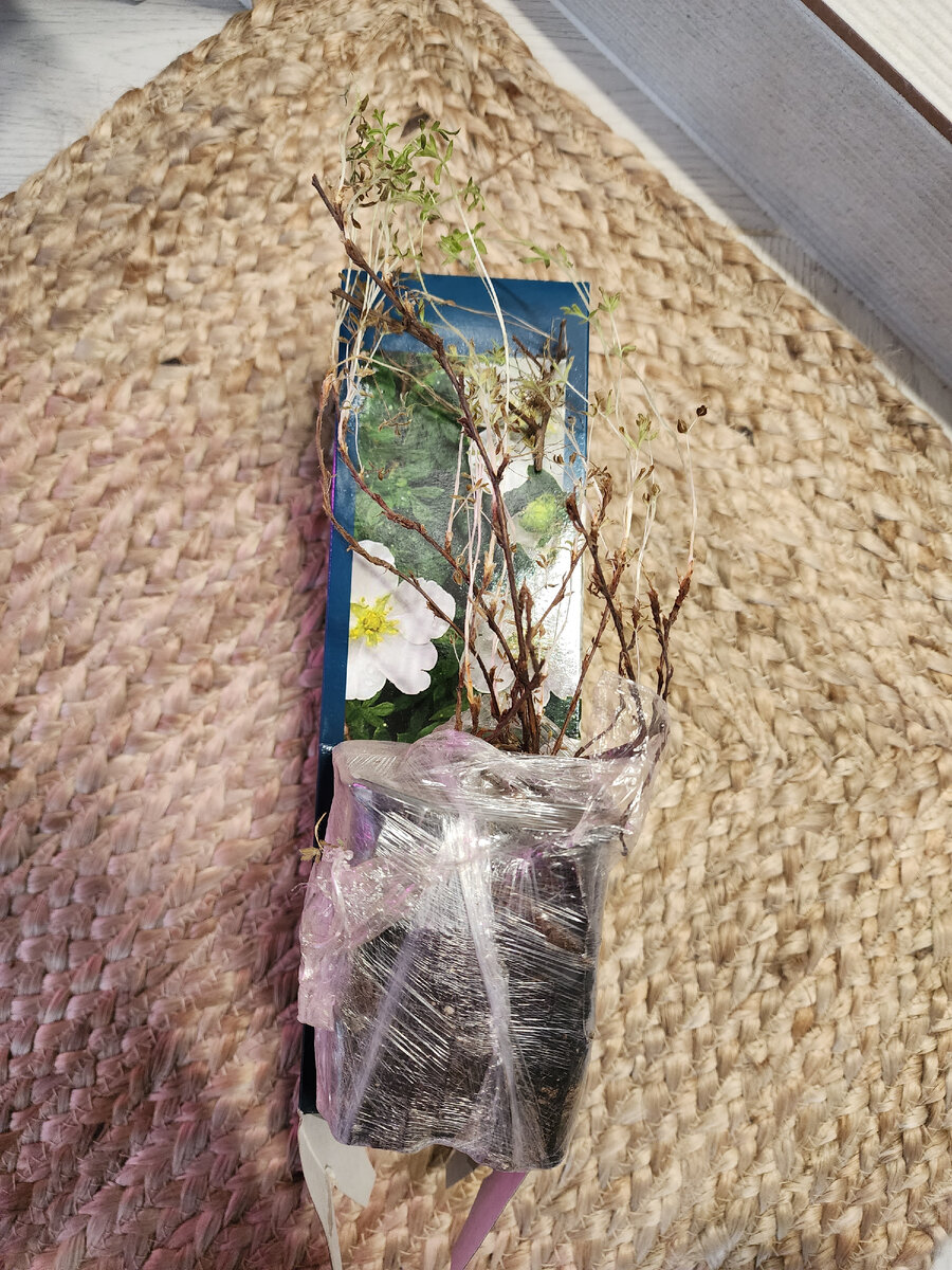 Упакована в пакетик и технический слегка растерзанный горшочек