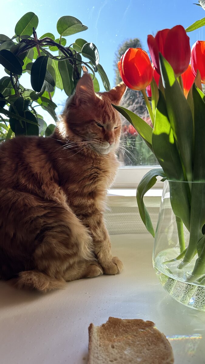 Котенок Бакс 8 месяцев