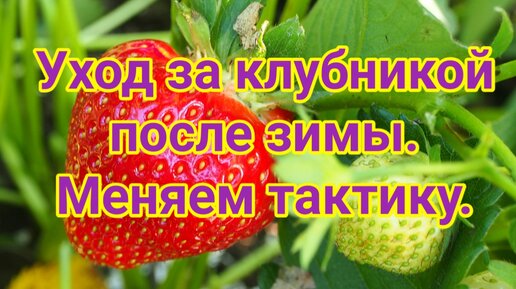 Уход за клубникой после зимы. Меняем тактику.