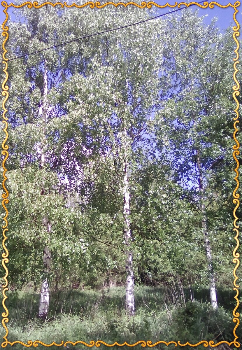 Берёзки рядом с домом. Фото автора