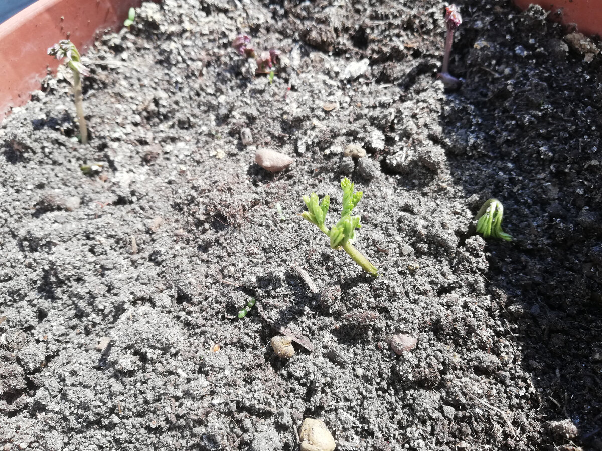 Проросшие анемоны