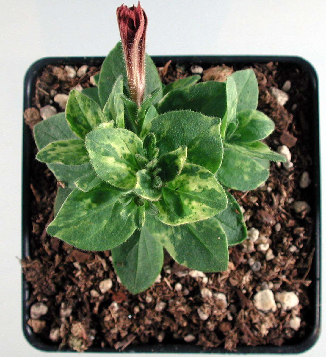 Мозаика на листьях проявляется образованием светлых пятен (источник фото: mr-ogorodnik.ru)