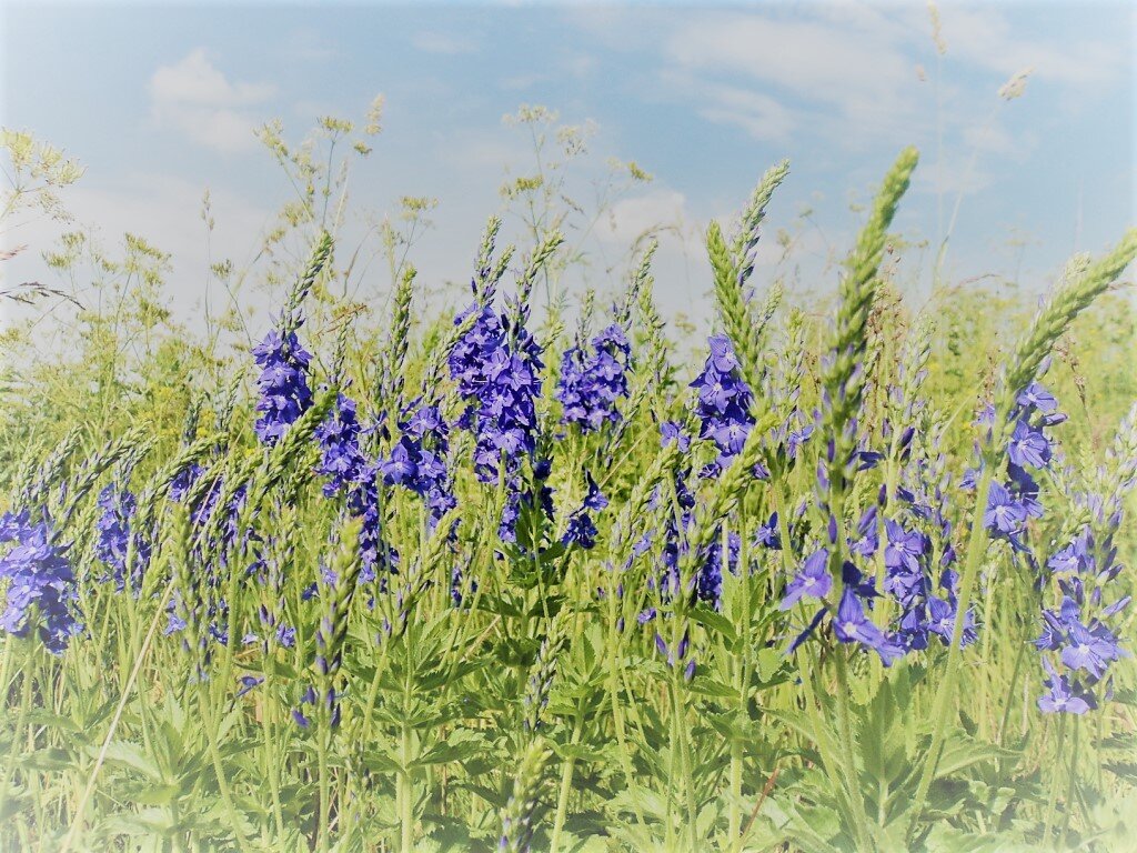Поле... Русское поле.... Вот такое поле около нашей деревни...