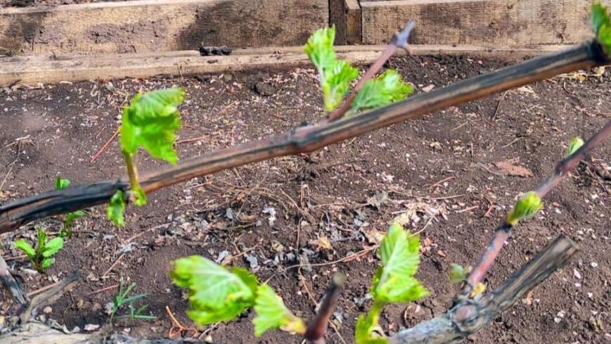 Уход за виноградом