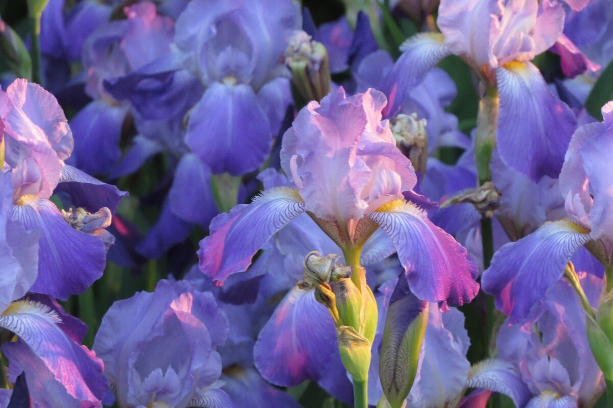     Что делать, если не цветут ирисы: возможные причины и полезные советы