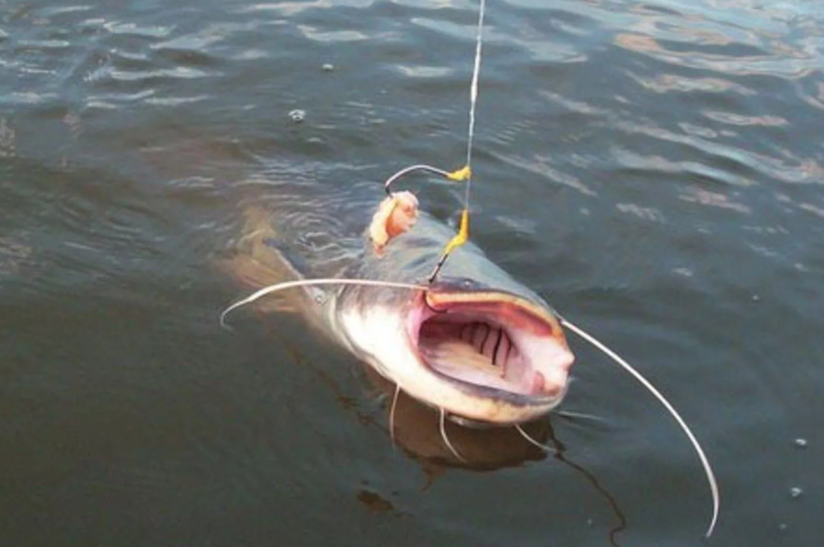 Сом пойманный на донную снасть. Источник фото agrozrk.ru