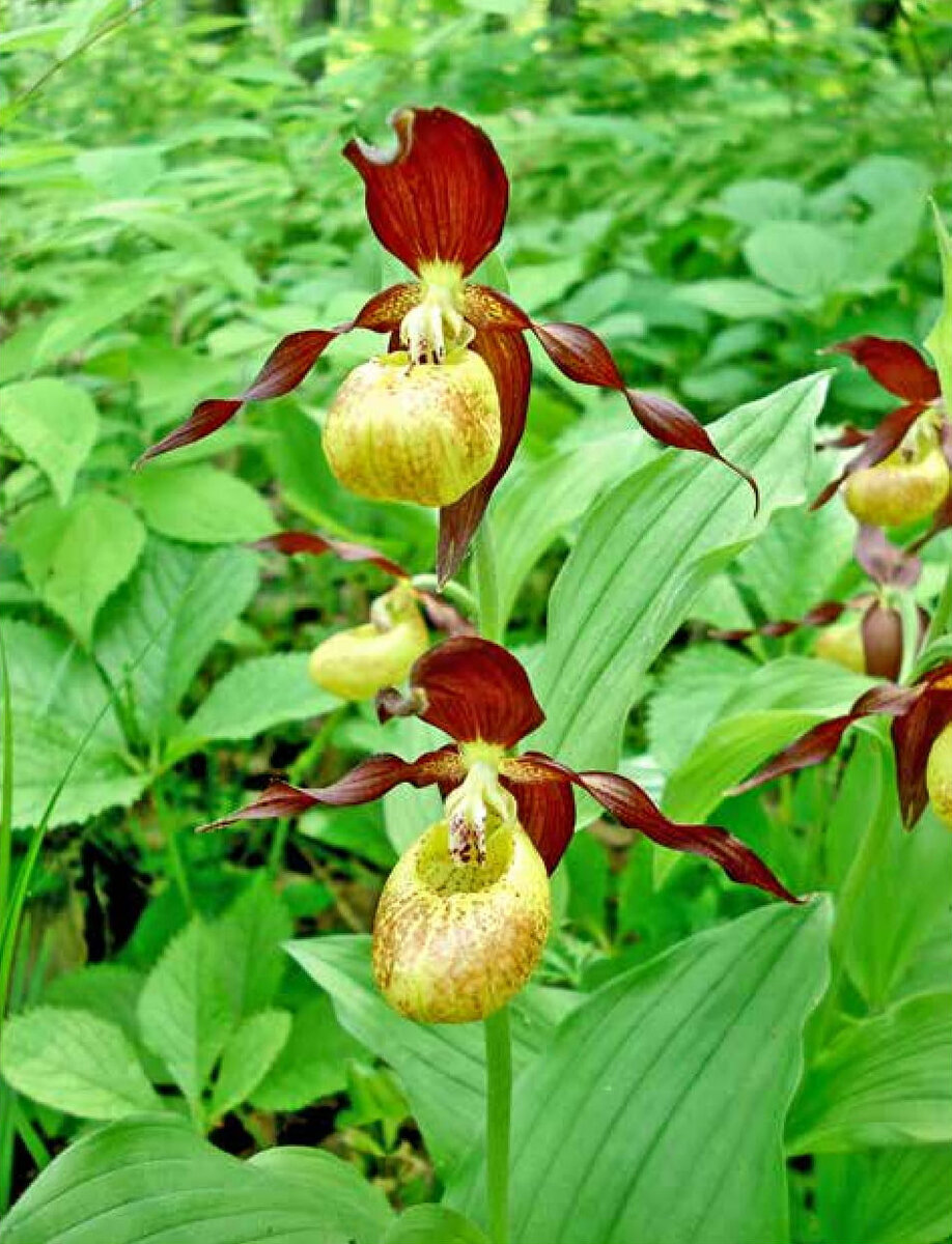 Башмачок настоящий (C. сalceolus)