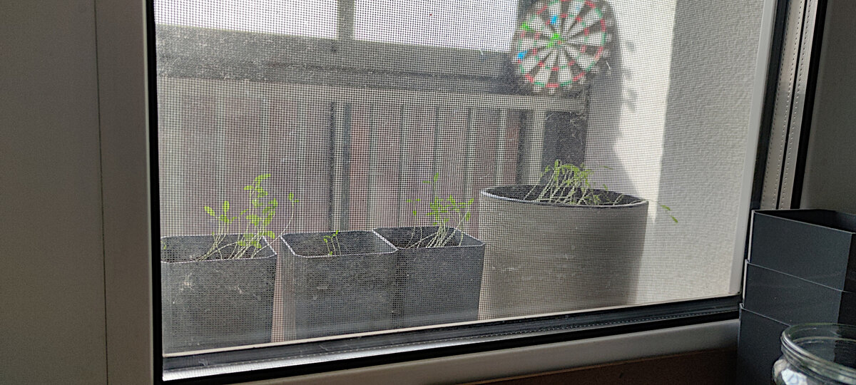 #укроп да #петрушка