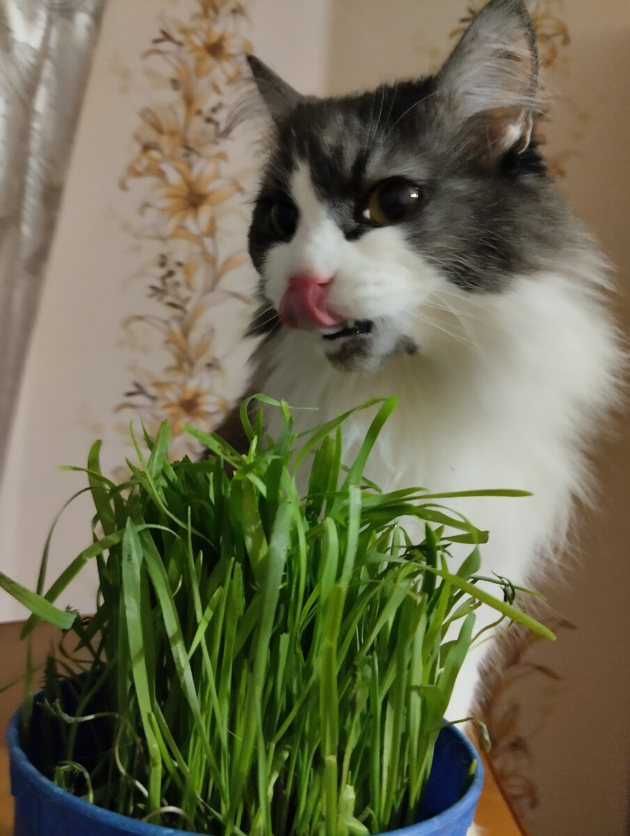 Любимое и полезное лакомство всех кошек и собак. 😍
