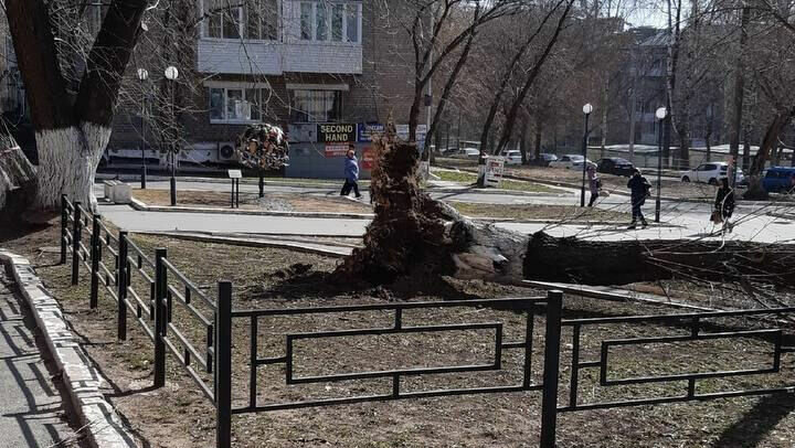     В Ижевске на пенсионерку упало дерево. Информация появилась в телеграм-каналах, ее корреспонденту Udm-info подтвердили в пресс-службе вице-премьера правительства Удмуртии Эльвиры Пинчук.