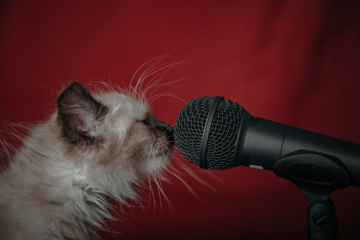 Правда ли, что тот, кто хочет стать комиком, должен родиться комиком? Или можно все-таки развить в себе этот талант и научиться смешить людей? Если вы думаете, что публика автоматически падает со смеху, когда известные артисты поднимаются на сцену, вы сильно ошибаетесь. На самом деле, стендап это такое же ремесло, как кузнечное, гончарное, ювелирное, которому можно научиться.  Чтобы построить карьеру в стендапе, вам необходим базовый артистический талант, но это не означает, что профессиональные артисты комедии рождаются успешными и знаменитыми. Хорошее чувство юмора очень важно, но есть и другие ценные качества, которыми должен обладать профессиональный комик. Какие навыки нужны, чтобы добиться успеха в комедийной индустрии?
 
Наличие таланта — это не гарантия успеха, но первый шаг к мечте. Плюсом будет также врожденная раскованность. Если вы застенчивы по натуре или у ваc боязнь сцены, это не значит, что вы никогда не сможете стать комиком и должны идти работать асфальтоукладчиком, но вам будет сложнее, чем вашим более раскрепощенным коллегам. Профессиональный комик должен чувствовать себя максимально комфортно на сцене, ведь большая часть жизни артиста проходит в свете софитов перед публикой.
Начинающему стендаперу также не помешает природное чувство юмора. Даже если ваш дядя – известный юморист, или тесть – золотопромышленник, без чувства юмора вам будет сложно в такой профессии. В области стендап-комедии хороший юмор в сочетании с некоторым талантом – обязательное условие. Комикам часто приходится шутить спонтанно и быстро, например, для того, чтобы лучше вовлечь аудиторию и не дать уснуть зрителям во время длительного выступления или правильно передать ударную фразу.
 
Работа комика простому обывателю не кажется особенно напряженной — в конце концов, речь идет о юморе, веселье и умении смешить людей. Однако это настоящее искусство, которому можно и нужно научиться. Многие комики годами работают над созданием собственного стиля, сочиняют шутки и совершенствуют свои выступления, чтобы получить шанс выступить перед большой аудиторией. 
Если вы мечтаете стать комиком, недостаточно просто смешить людей, вы должны обладать целеустремленностью и способностью постоянно развивать свои навыки, а иногда даже проявлять выдержку, ведь путь к успеху в стендапе может быть долгим и нелегким. Комики проводят много времени за письменным столом, придумывая новые шутки и гэги для своей программы, поэтому усидчивость также не помешает. 
 
Даже если вам удалось выпустить свою первую программу и стать звездой Пурнемы или Бухалово, это еще не конец истории и вечная слава. Для того чтобы попасть на известные российские сцены или на телевидение, вы должны постоянно пересматривать свои комедийные номера, писать новые шутки и метко реагировать на окружающих вас людей. Правильно подобранная шутка или гэг на нужную тему может сыграть решающую роль и дать толчок вашей карьере комедийного артиста. 
В развитии карьеры вам также может помочь банальная наблюдательность, потому что вдохновение для хорошей шутки можно запросто найти в повседневной жизни. Наблюдайте за вашими домочадцами, соседями, одноклассниками, коллегами, просто незнакомыми людьми на улице, в магазине, в поликлинике, в очереди в туалет. Обращайте внимание на то, что заставляет смеяться конкретно вас, и регулярно делайте заметки. Таким образом, вы сможете развивать свою карьеру, ведь если у вас есть способность использовать повседневную жизнь в качестве источника вдохновения для шуток, у вас никогда не закончится материал. Вы должны уметь использовать знания и наблюдения в своих выступлениях, чтобы рассмешить гостей и зрителей меткими комментариями.
Не существует точного руководства или конкретных шагов, которые с абсолютной уверенностью сделают вас успешным комиком. Не существует и конкретной школы, которую вы можете закончить, чтобы стать знаменитым стендапером. Также не существует комичного ВУЗа, в котором вас научат писать смешные шутки, но умение читать и писать, общаться и наблюдать может помочь вам на пути к успеху и приблизить вас на несколько шагов к вашей мечте стать комиком.
 
Чтобы стать комиком, не обязательно уметь писать длинные романы или публиковать многостраничные статьи в журнале «Вести с полей». Однако рекомендуется писать как можно больше, чтобы повысить свою креативность и нарабатывать материал для выступлений. Для этого вам не нужен опыт, ведь речь идет не о том, чтобы произвести впечатление на ректора Литературного института. Писательство — отличный способ тренировки ума. Особенно полезным может быть творческое письмо, которое сводится к записи своих мыслей и их обобщению в тексте.
 
Каждый, кто когда-либо хотел научиться какому-либо сложному навыку, знает, что практика отлично помогает оттачивать мастерство. Вы должны использовать любую возможность выступить со стендапом, неважно, будет ли это выступление перед небольшой аудиторией, перед членами вашей семьи, перед собакой и кошкой, перед коллегами во время обеда. В конечном счете, важно лишь то, что вы получаете больше практики, выступая перед другими людьми. Небольшие выступления также дают вам возможность опробовать свои шутки и посмотреть, как на них реагирует аудитория. 

 
Много ли стендаперов в вашем районе или городе? Для того, чтобы однажды наступил ваш звездный час, нужно знакомиться с разными людьми, с помощью которых по теории шести рукопожатий вас в конце концов заметит Руслан Белый. Налаживание контактов играет важную роль, если вы хотите стать узнаваемым комиком, еще и потому что развитию в профессии очень способствует возможность учиться у профессионалов. Ходите на региональный стендап, смотрите выступления известных комиков по телевизору в интернете, читайте их интервью и обязательно учитесь на чужих ошибках!
