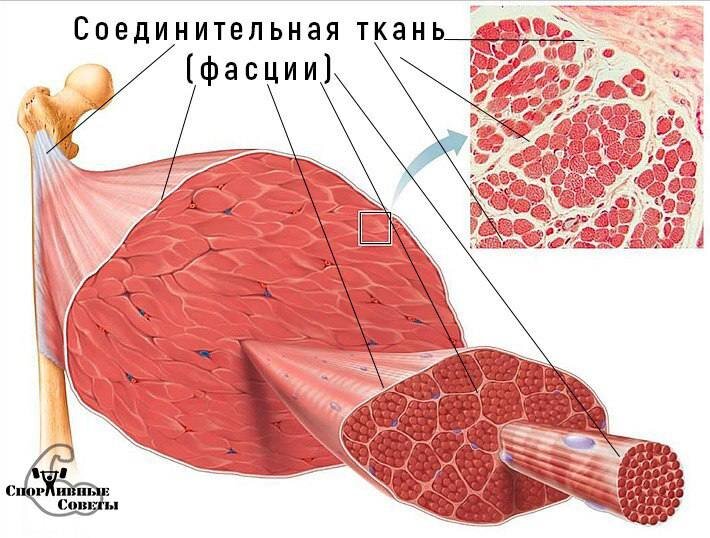 Фасции в мышцах