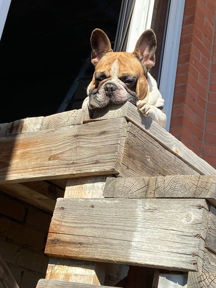 Ну как такого красавца не запечатлеть.