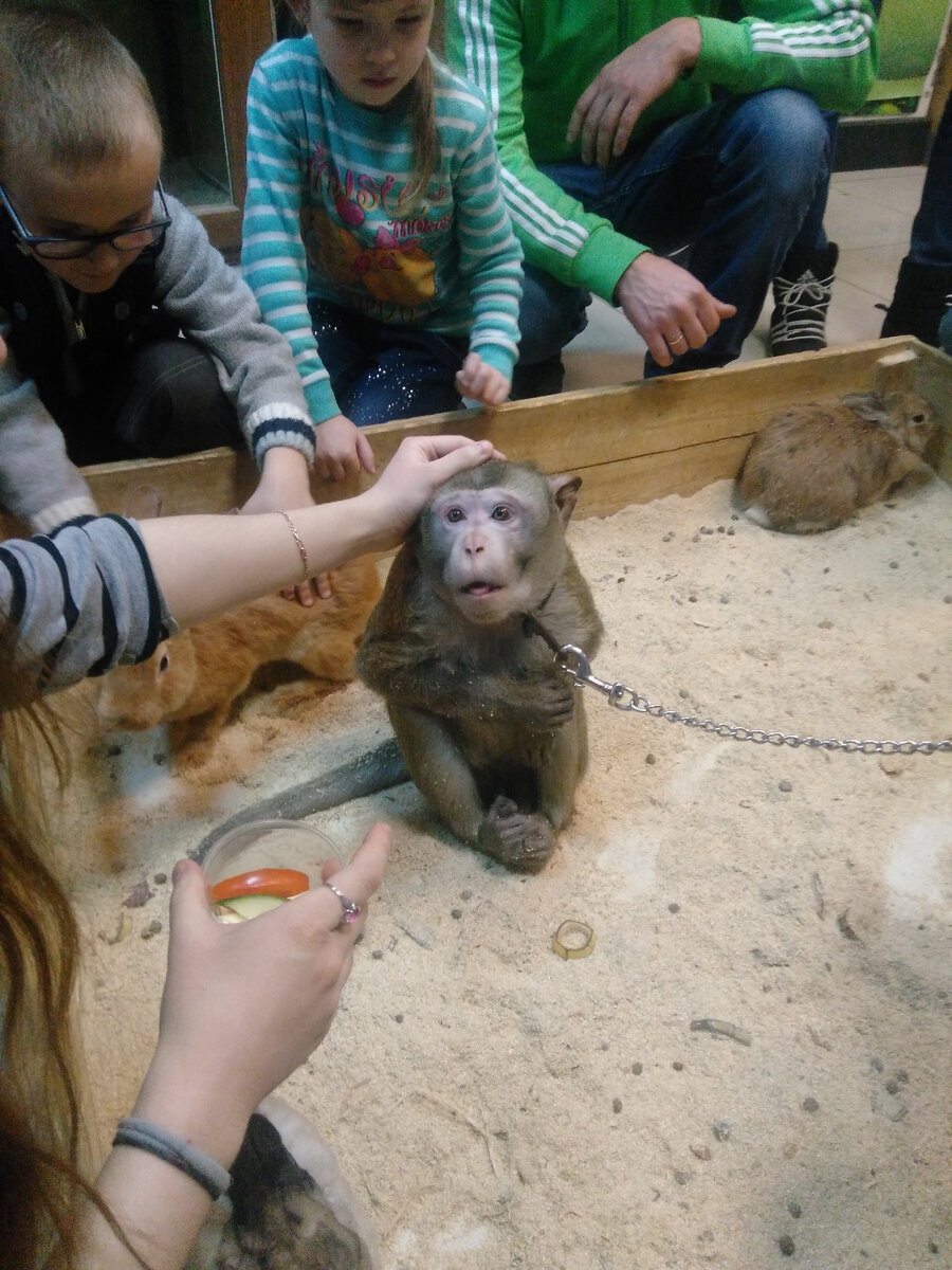 Как содержать домашнюю обезьяну