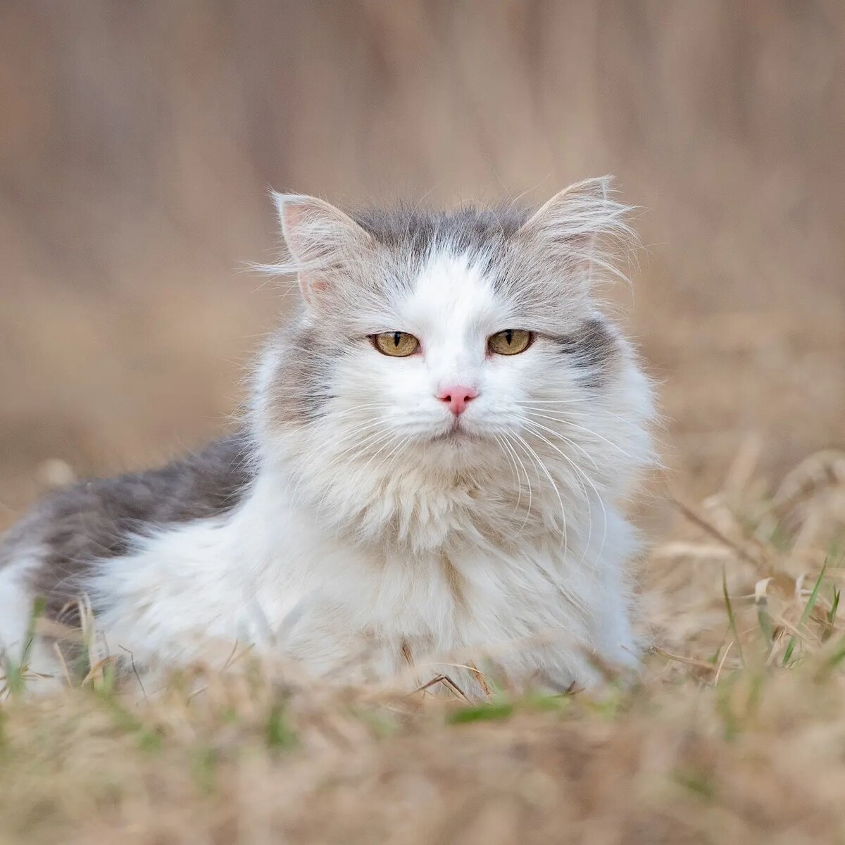 Котики Ирис и Амур в поисках дома🏡😺 | Приют «Lucky собаки» | Дзен