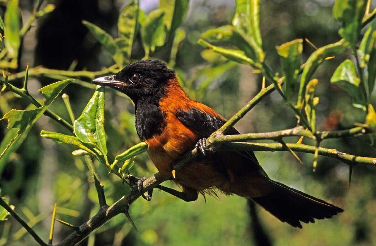 Хохлатый питохуй. Фото из интернета.