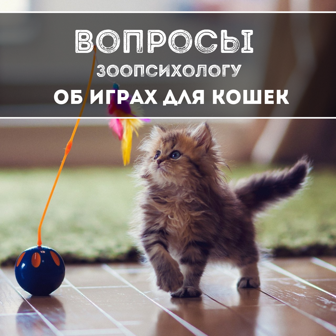 Вопросы зоопсихологу об играх для кошек