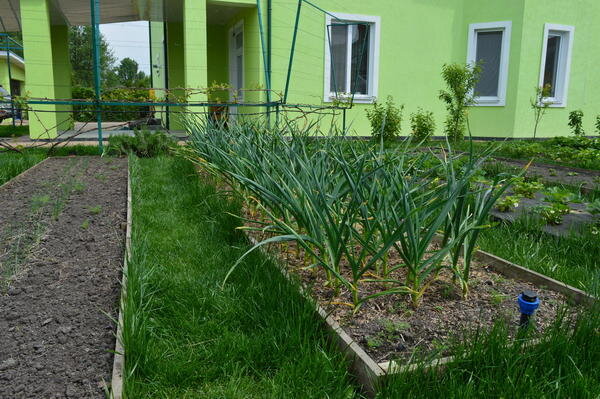 Грядки с газоном фото