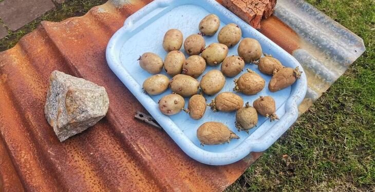    Как быстро прорастить картофель