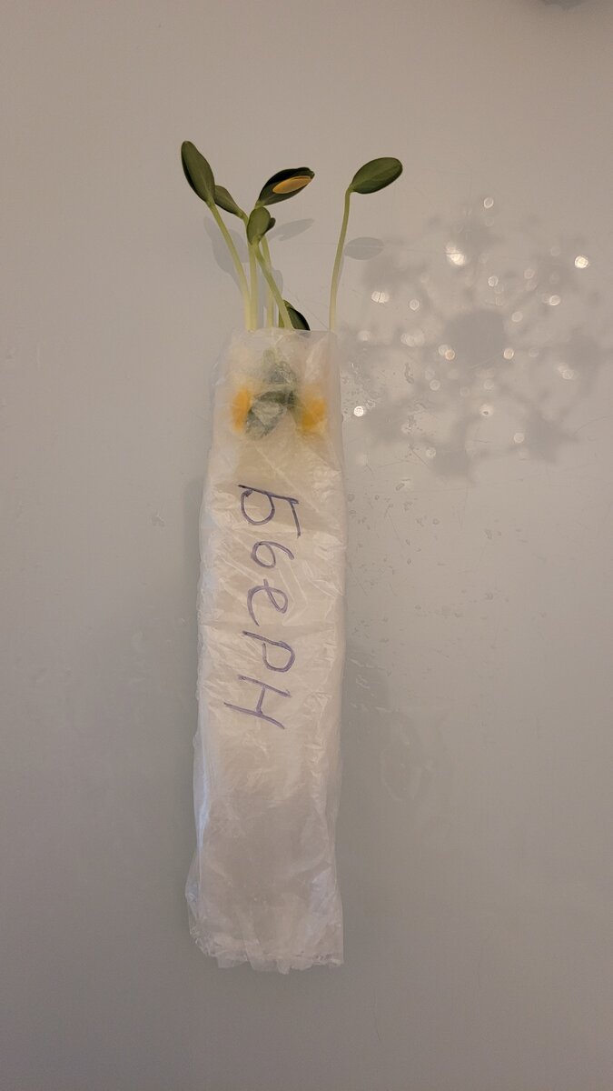 100% всхожесть