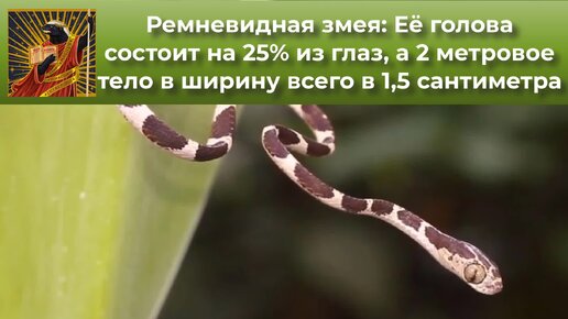 Ремневидная змея: Её голова состоит на 25% из глаз, а 2 метровое тело в ширину всего в 1.5 сантиметра | Видео 🎥